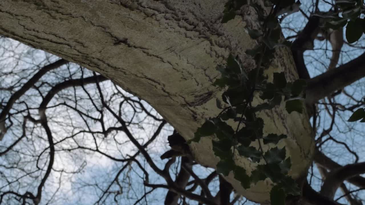 View of tree trunk showing branches and leaves against blue skies