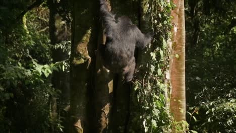 toma en cámara lenta de un chimpancé bajando de un árbol en ruanda