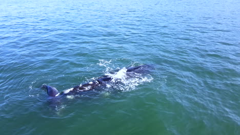 La-Cría-Recién-Nacida-De-Ballena-Franca-Austral-Lanza-Chorros-Mientras-Se-Pega-Cerca-De-Su-Madre,-Vista-Aérea