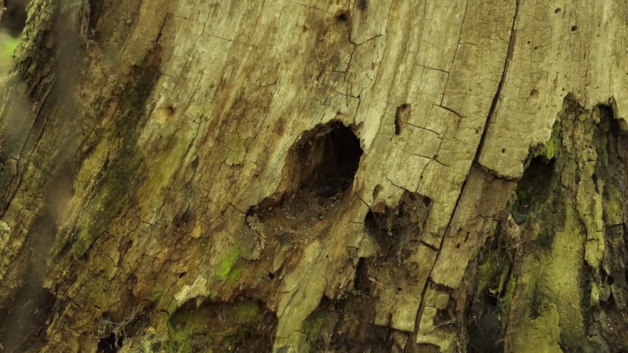 una vista de cerca de una ardilla saliendo del agujero de un árbol