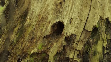 a close up view of a squirrel peaking out from a tree hole