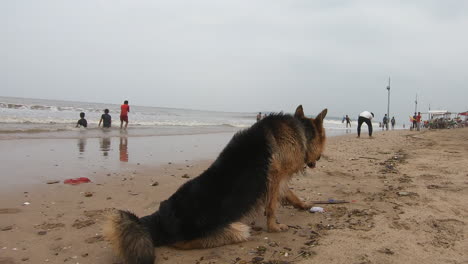 lindo perro tirado en la arena de la playa k