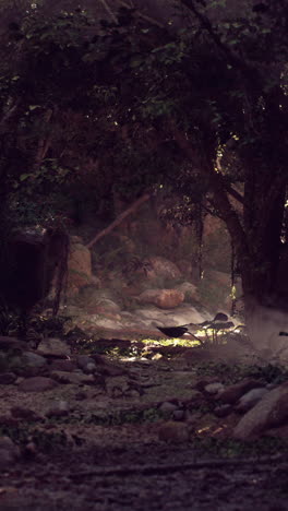 a misty path through a lush green forest