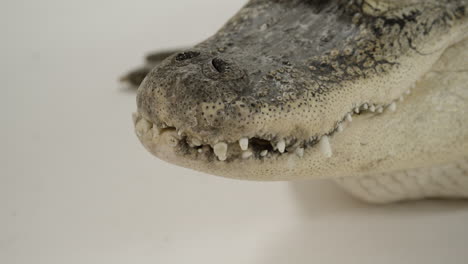 close up teeth of alligator