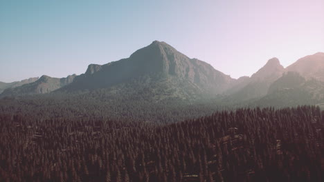 pine forest in the mountains on the greek island