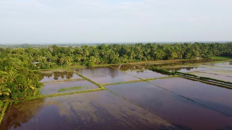 waterlogged farmland,field edges, land prepared for cultivation ,the field has been plowed and watered for cultivation, rice fields in asia , high angle shot , aerial shoot