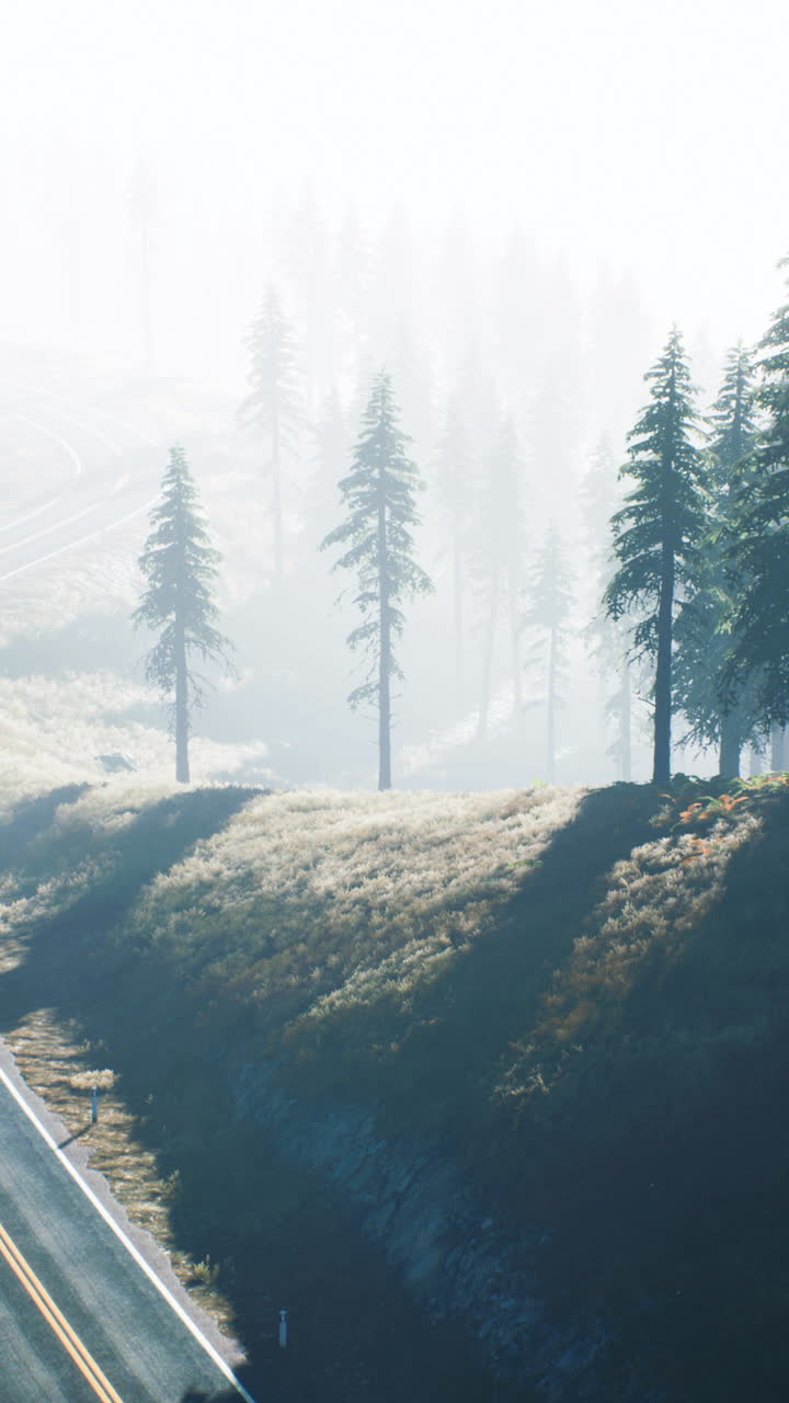 숲 을 가로지르는 안개 가 많은 길