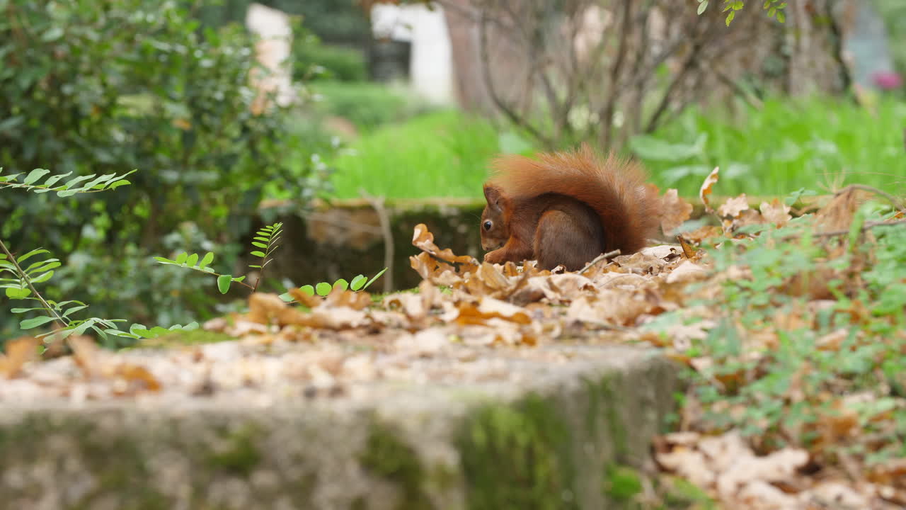 Red squirrel close-up eating a nut walenut in a quiet autumn forest colorful leaves wildlife natural trees environment soft sunlight
