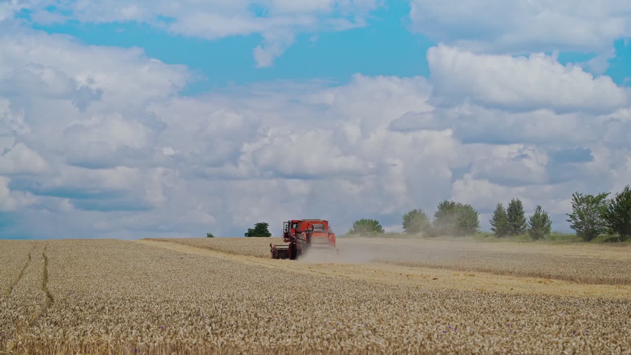 Golden field of rural place with a combineharvester under the blue sky with white clouds. Red combine at work on the agricultural background.