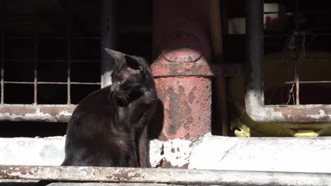 a black cat sit