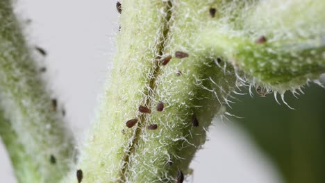 pulgones en el tallo de la planta