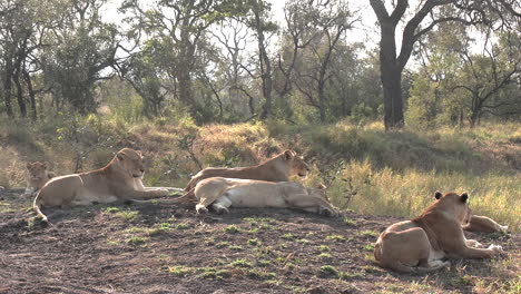 lionesses basking in the morning sun of the african savannah