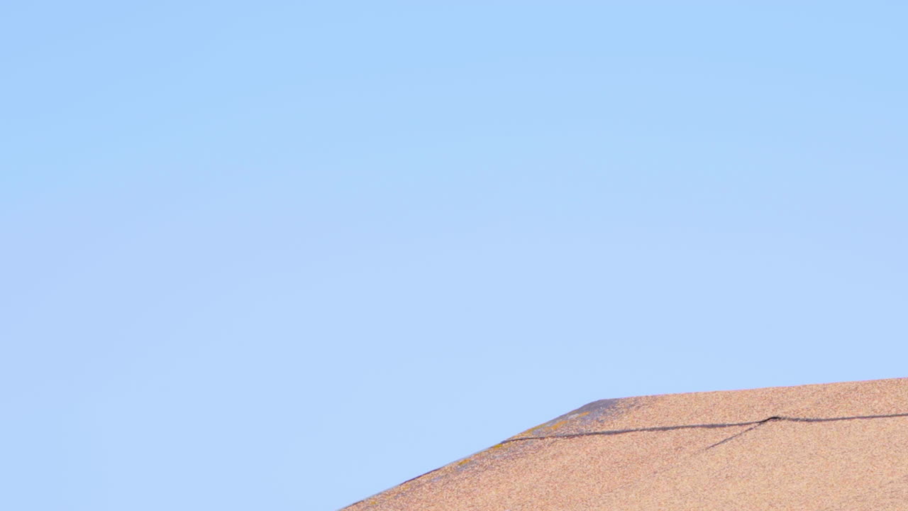 붉은꼬리매는 날아가서 낮에 지붕으로 돌아온다.