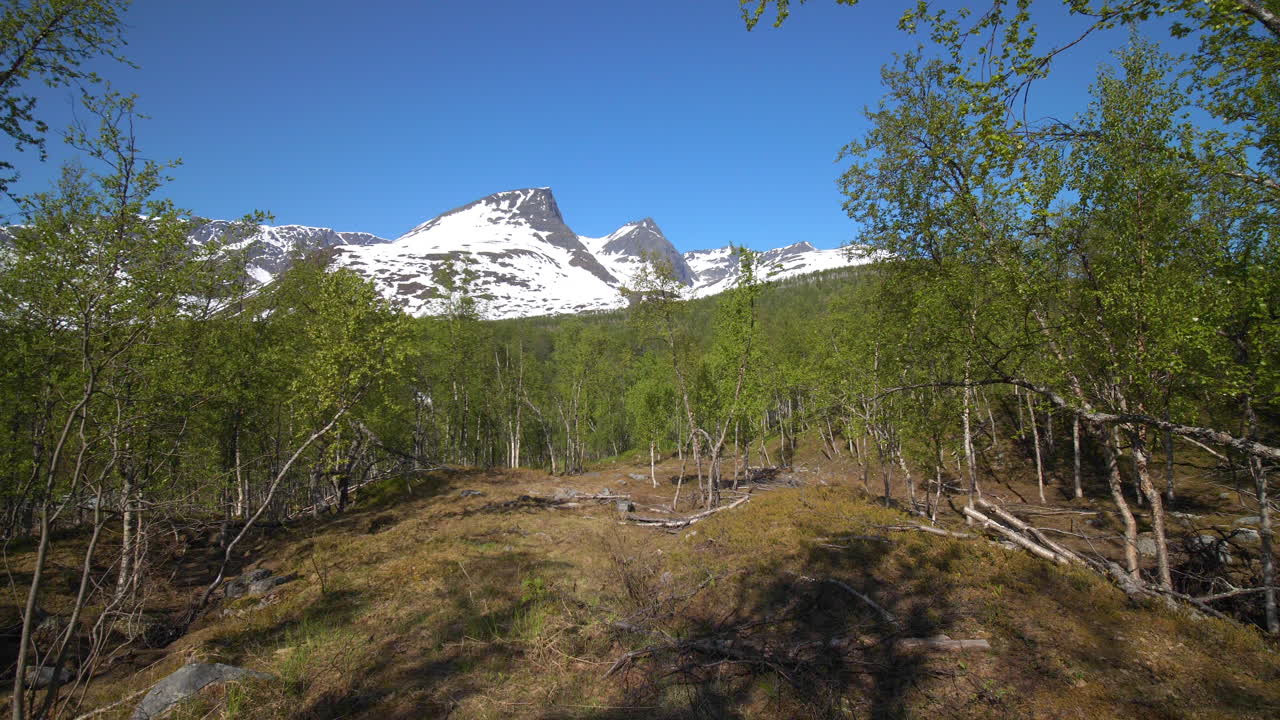 Aerial view of trees and snowy Steinfjellet and Svartfellet mountain peaks, on a sunny summer day, in the Lyngen alps, North Norway - Pan , drone shot