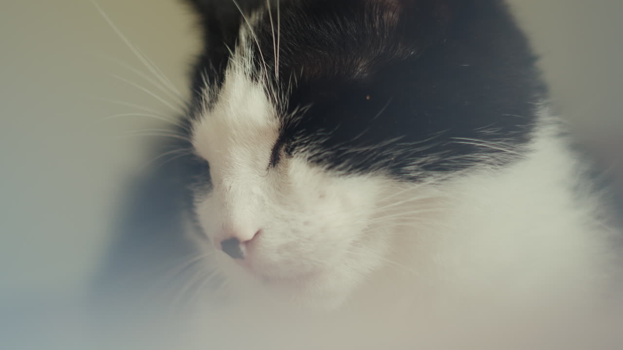 Sleepy cat inside with eyes closed