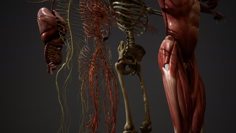 ilustración animada de la anatomía humana en 3d