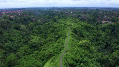 amazing greenery and tropical forest at the campuhan ridge walk in ubud, bali indonesia