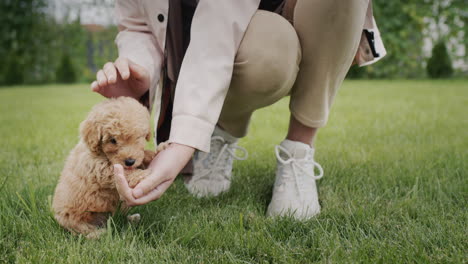 Feet-of-a-woman-on-the-lawn,-where-a-small-cute-puppy-is-nearby