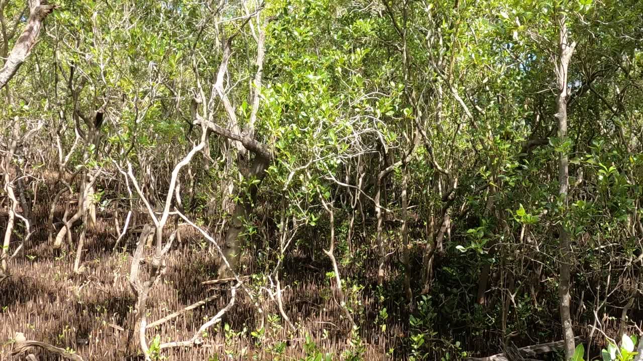 movimiento de animales capturados en un hábitat natural
