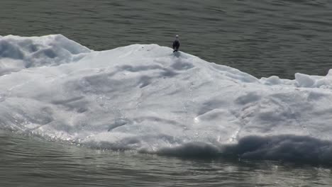 gaviota descansando sobre un gran trozo de hielo flotando en las aguas de la bahía de entrada tarr, junto al glaciar margerie