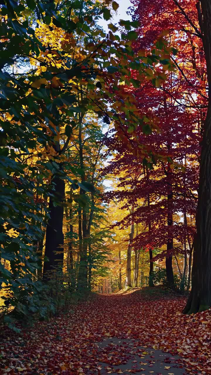 A serene autumn forest path with vibrant red and yellow leaves ...