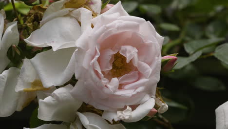 vista de cerca del arbusto de rosas rosas y blancas y las vides que crecen afuera durante una mañana húmeda de verano