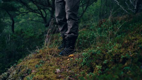 A-Man-Procuring-Chantarelle-Mushrooms-in-Indre-Fosen,-Norway---Static-Shot