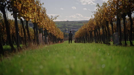 vista trasera de bajo ángulo de hombre caminando perro por la fila de plantas de la granja en otoño