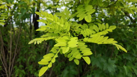 rama de árbol de acacia en la brisa de primavera
