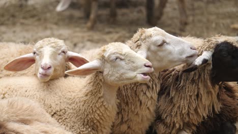 de cerca la cara de muchas cabras están crujiendo algunos bocadillos en su boca.
