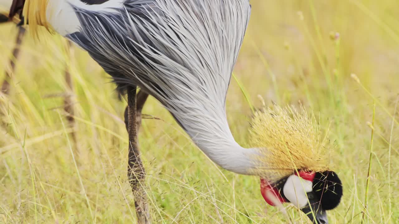 케냐의 마사이 마라 국립 보호구역의 높은 풀에서 먹이를 먹고 풀을 먹는 회색 왕관 크레인의 느린 동작.