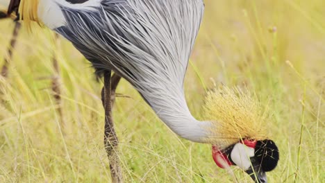 Slow-Motion-Shot-of-Close-up-detail-shot-of-a-Grey-Crowned-Crane-feeding-and-grazing-in-the-tall-grass-of-the-Maasai-Mara-National-Reserve,-Kenya,-Africa-Safari-Animals-in-Masai-Mara