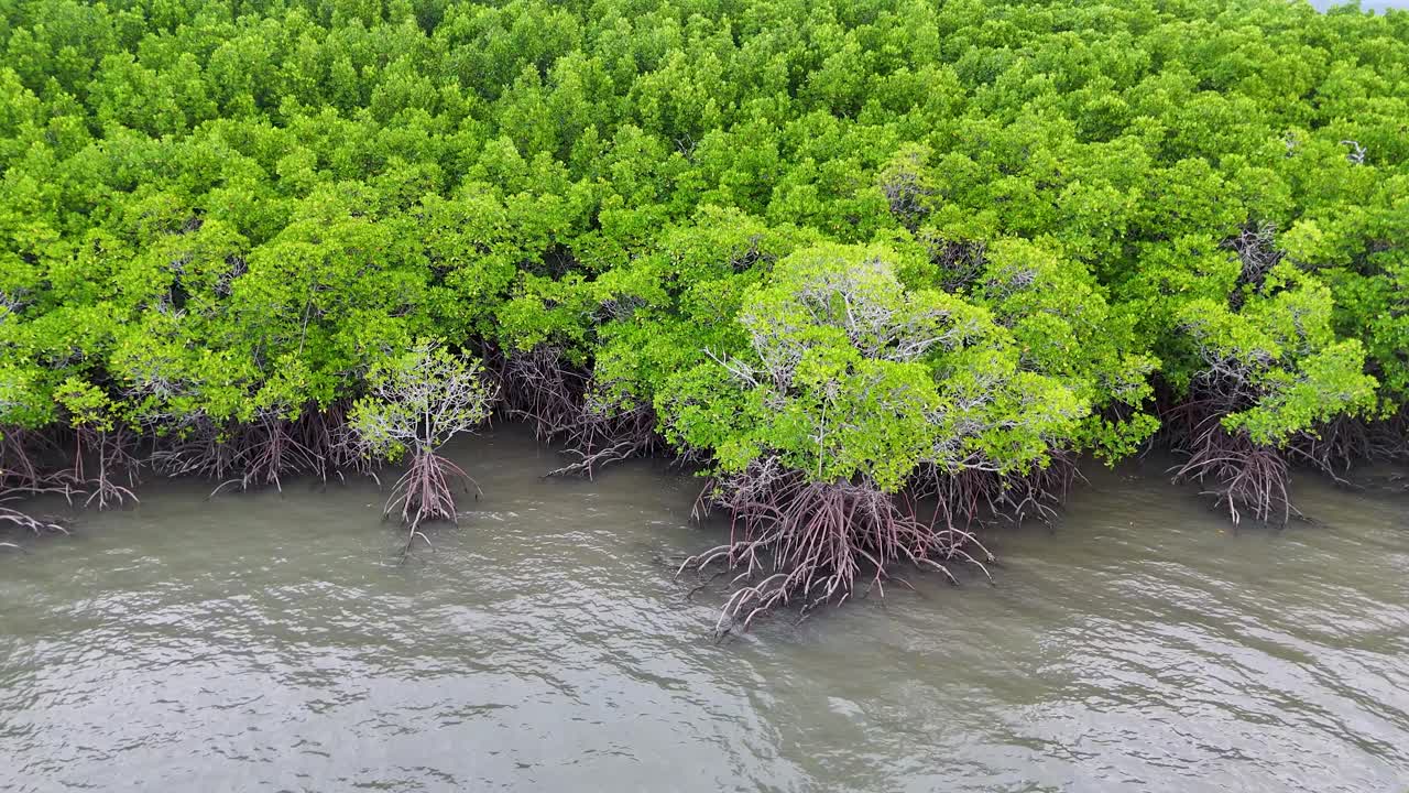 Stunning aerial footage of a lush mangrove (Rhizophora spp.) forest in Port Douglas, Queensland, Australia. This vibrant coastal ecosystem showcases dense greenery and intricate root systems thriving in tidal waters. Ideal for nature, environment, and conservation projects highlighting biodiversity,