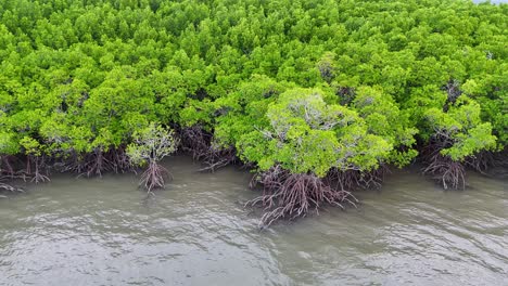 stunning aerial footage of a lush mangrove (rhizophora spp.) forest in port douglas, queensland, australia. this vibrant coastal ecosystem showcases dense greenery and intricate root systems thriving in tidal waters. ideal for nature, environment, and conservation projects highlighting biodiversity,