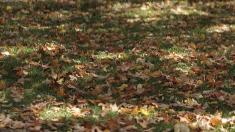 Grass-covered-in-beautiful-maple-leaves-that-had-fallen-off-the-trees-in-Gatineau,-Quebec