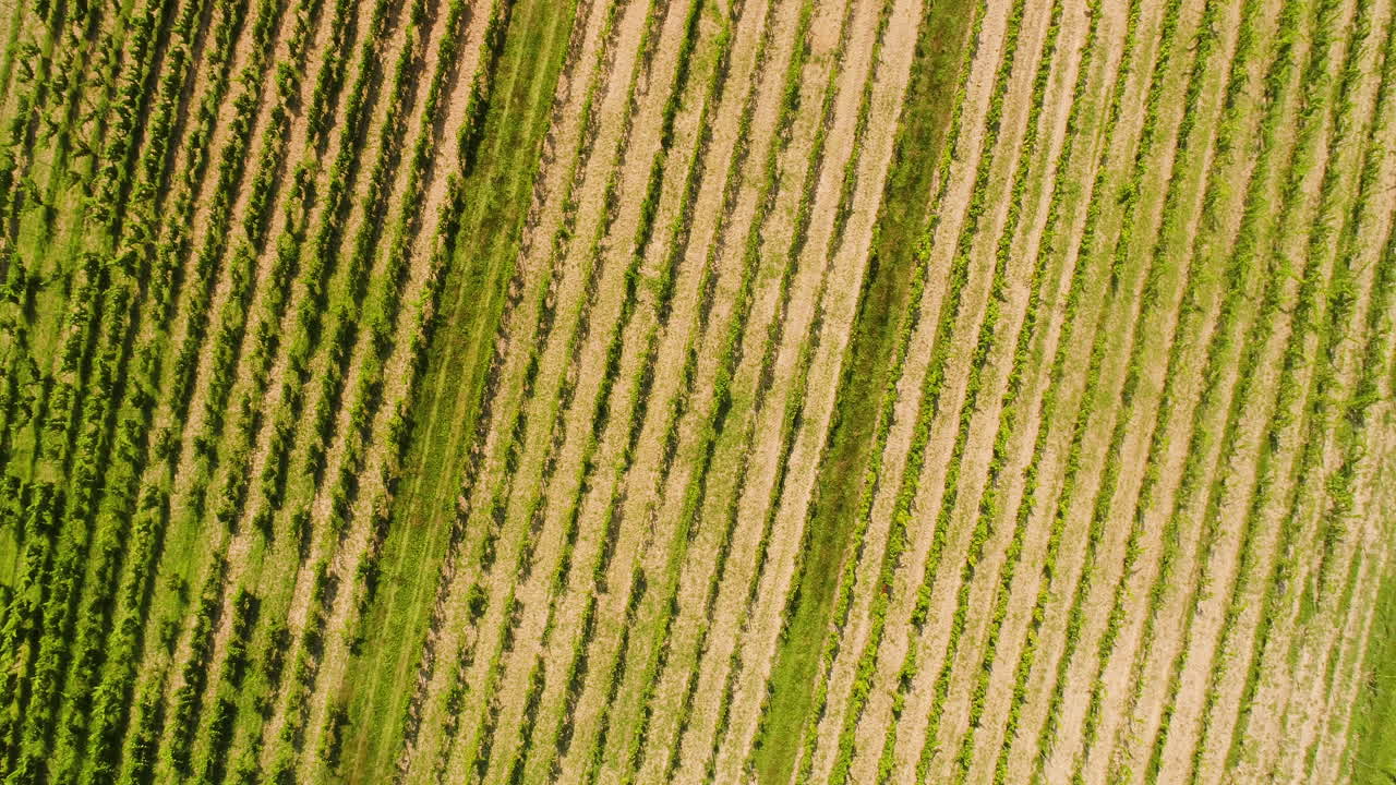 agricultura vista aérea de la producción de vide viña 3