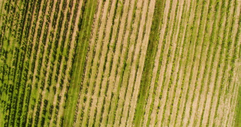 agricultura vista aérea de la producción de vide viña 3