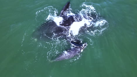 Right-whale-calf-cuddles-its-mom-floating-on-her-back-at-surface,-overhead-drone