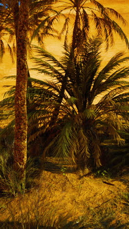 palm trees in a desert oasis