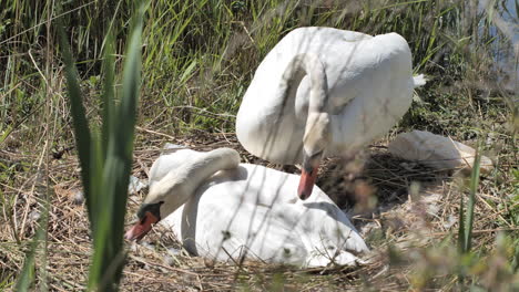 Cygnus-Olor-Pareja-De-Cisnes-Mudos-Limpiándose-Cerca-De-La-Basura-En-Un-Nido