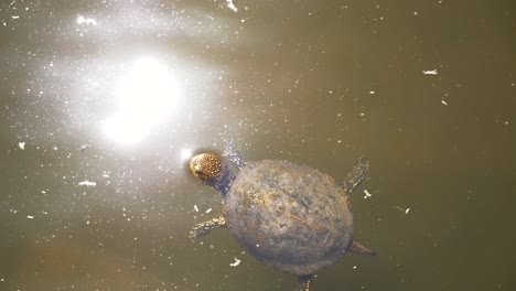 butrint, albania, mud turtle swimming on a sunny day in one of the water reservoirs