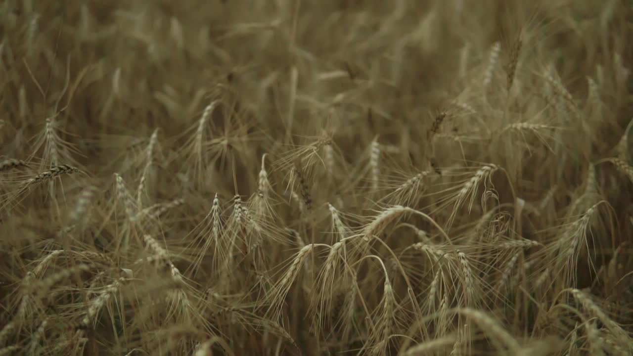 Close up view of golden wheat field. Slow Motion shot