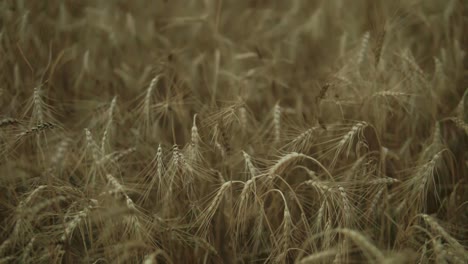 Close-up-view-of-golden-wheat-field.-Slow-Motion-shot