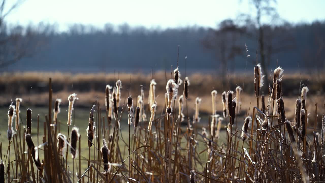 un grupo de tifas ondeando y perdiendo piezas con viento suave frente a un estanque