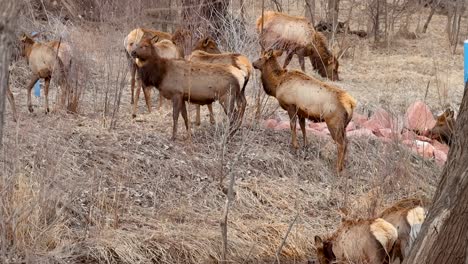 A-herd-of-elk-moving-together-up-a-mountain-in-Colorado