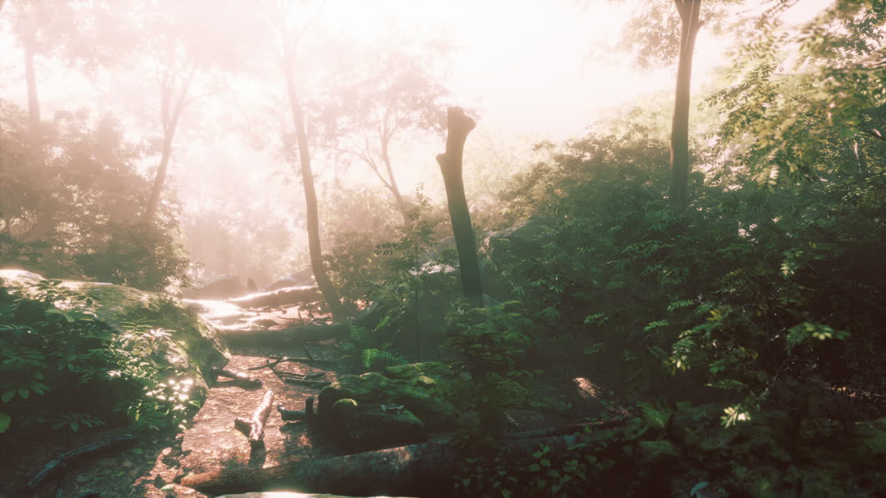 hiperlapso de tiempo de la hermosa jungla tropical