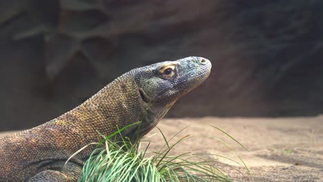 extreme close up head shot of an apex predator komodo dragon, varanus komodoensis, largest extant species of lizard in daytime, listed as an endangered wildlife species