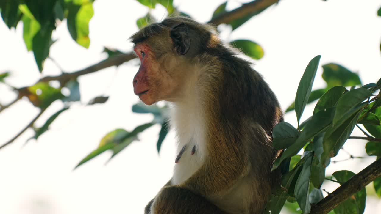 A Sri Lankan monkey perched on a tree branch deep in the jungle of Sri Lanka.