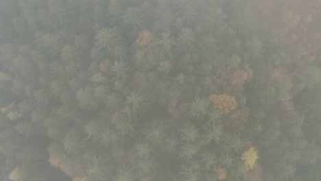 un denso y colorido bosque mixto de coníferas en chequia en la niebla otoñal