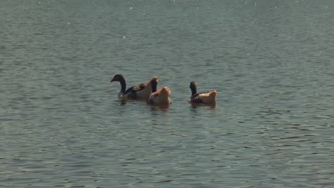 ducks swimming in the lake